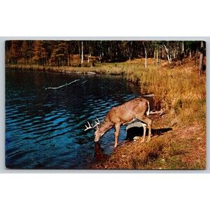 Postcard Southern Illinois Shawnee Hills Stag Had Drunk His Fill 1953 Unposted